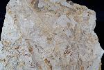 Dictyophyllum sp. (LINDLEY & W. HUTTON 1834) & Podozamites sp. - Bild © FossNet FossilienStore
